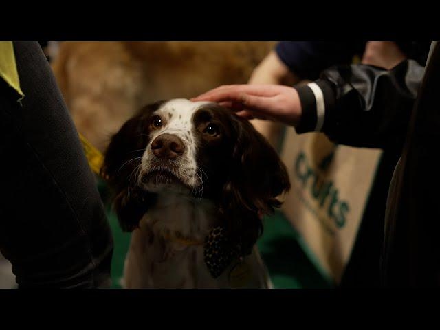 The therapy dogs saving and changing lives at Crufts