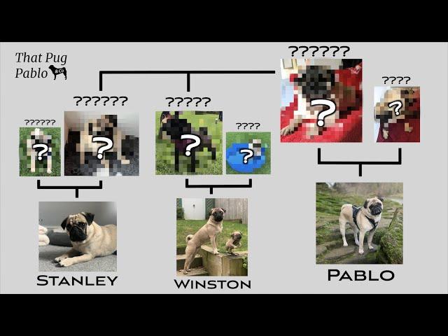 That Pug Pablo Family Tree!  |  How All Our Boys Are Related