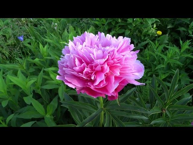 Пион ДЖОКЕР / Peony Joker - Сад на Волхове