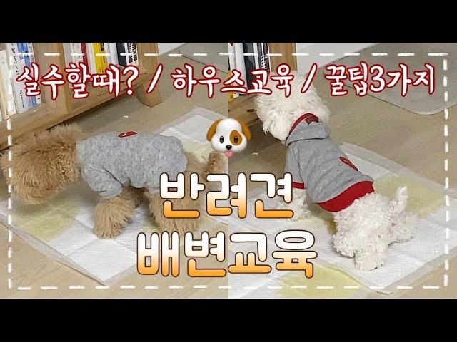 아기강아지 배변훈련 교육 I 강아지 대소변 훈련 I 2개월 강아지 훈련