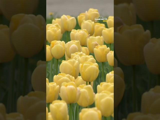 Затишне та сакральне місце у Дніпрі #нашемісто #дніпро #новинидніпра