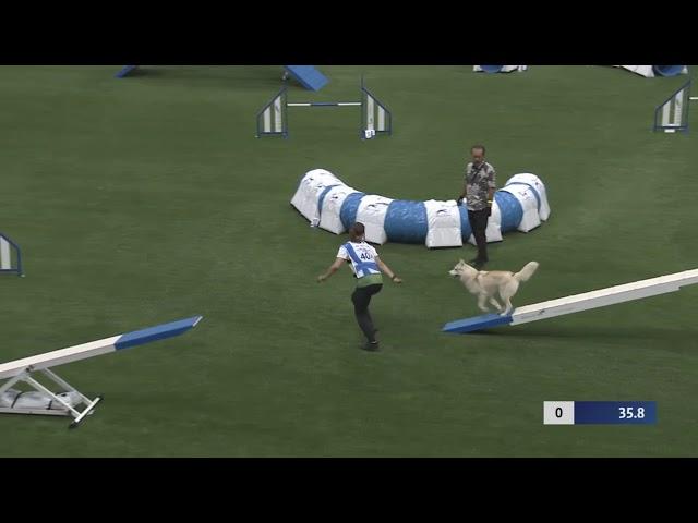 SIMON the husky, team agility run, AWC Finland