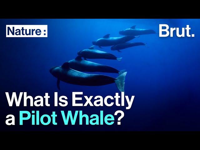 What Is Exactly a Pilot Whale?