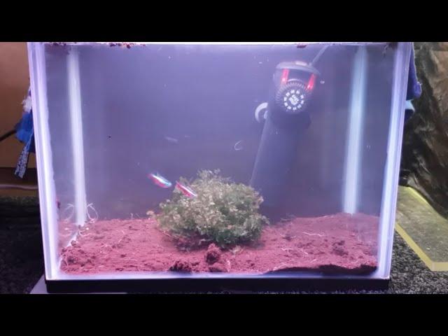 HOW TO BREED CARDINAL TETRAS FROM SPAWN TO FREE SWIMMING