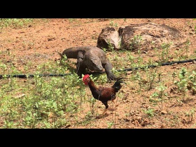 Newhow komodo dragons hunt rooster and immediately swallow them.