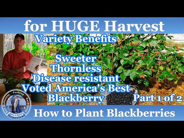 How to Plant Blackberries for a HUGE Harvest | Blackberries Part 1 of 2