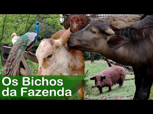 Bichos da Fazenda Galinhas, Patos, Pavão, Búfalo, Cavalo e Boi