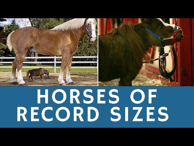 Horses of RECORD sizes: world’s tallest & smallest (cutest) horse