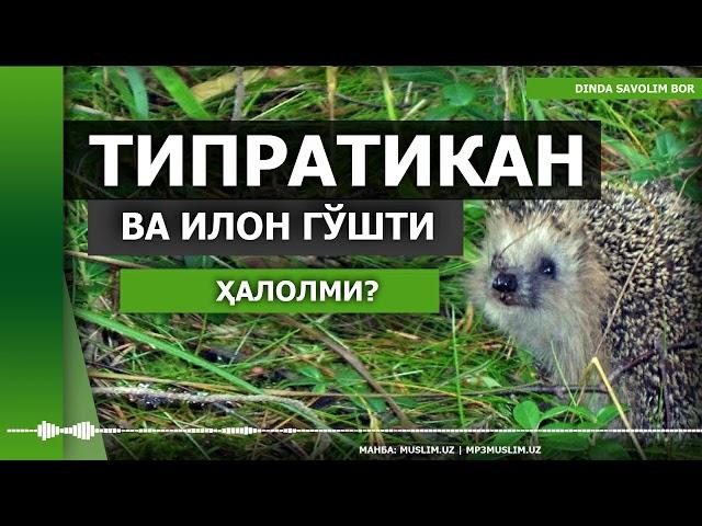 ТИПРАТИКАН ВА ИЛОН ГЎШТИ ҲАЛОЛМИ? | TIPRATIKAN VA ILON GO'SHTI HALOLMI?