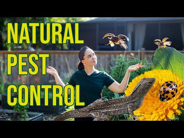 Natural Pest Control Methods for the Garden - Keep Bugs From Ruining Your Harvest Without Pesticides