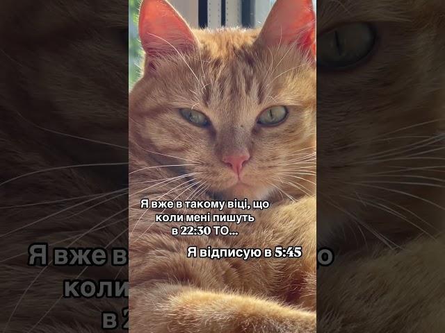 КІТ ЧІПС ТА ПОВІДОМЛЕННЯ.                 #cat #funny #приколы #catlover #memes #кот #cute #котик