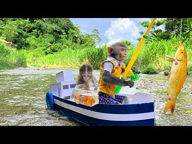 Funny baby monkey Bim Bim and Obi looking for koi fish and catching a lot of cute fish to raise