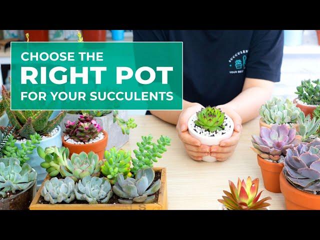 SUCCULENT BEGINNER TIPS: WHY POT SIZE AND POT MATERIAL ARE IMPORTANT IN GROWING SUCCULENTS