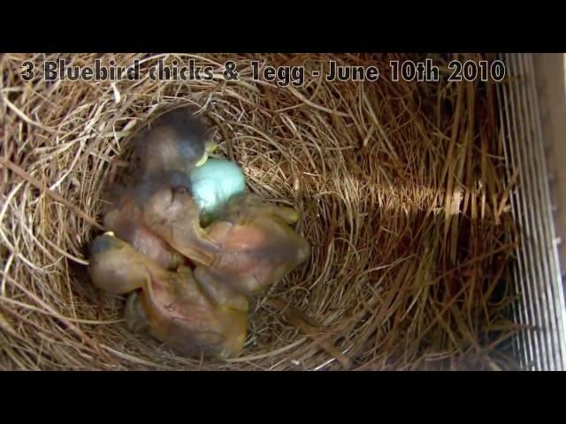 Bob's 3 Bluebird chicks 1 egg