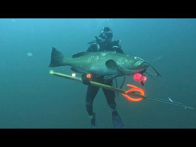 Cave diving at 170 foot for black grouper