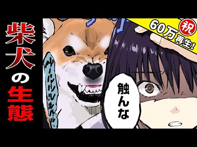 1万年変わらない⁉頑固で難しい柴犬の生態まとめ【世界の終わりに柴犬と】