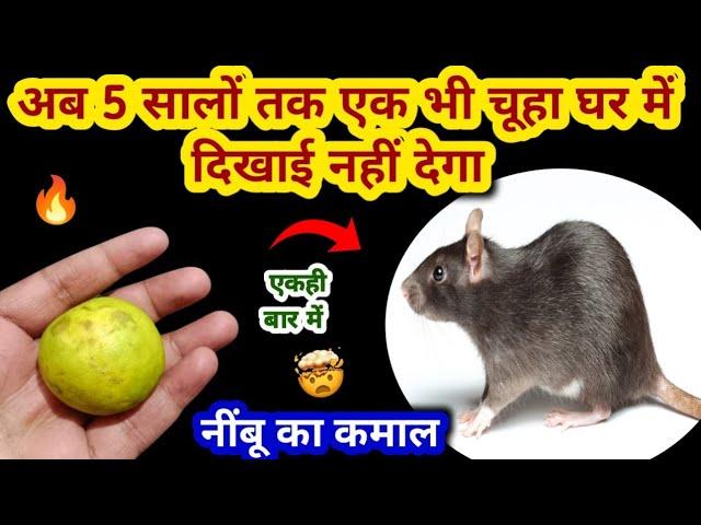 बिना दवाई नींबू से चूहे भगाने का घरेलू तरीका  rid of mouse/ chuhe bhagane ka tarika/kitchen tips