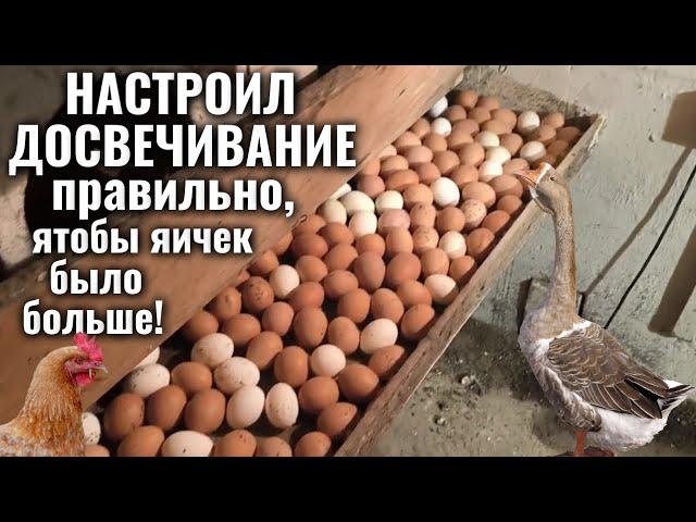 ОТОПЛЕНИЕ и ДОСВЕЧИВАНИЕ в курятнике по-новому для лучшей яйценоскости