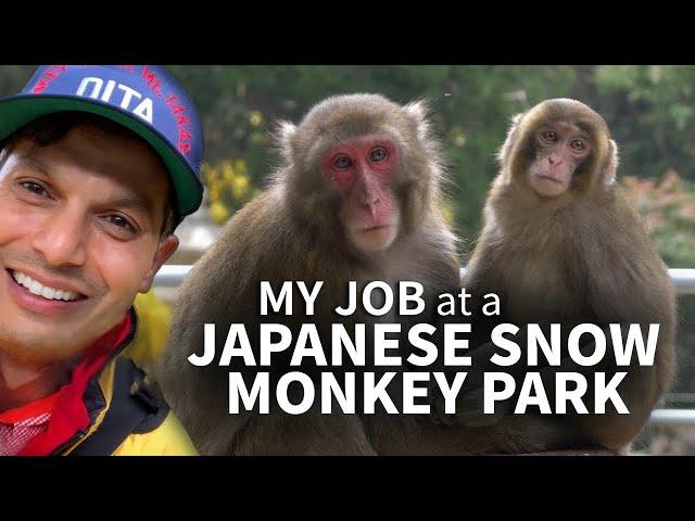 Working at a Japanese Snow Monkey Park  ONLY in JAPAN