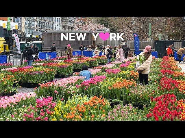 [4K]NYC Spring Walk: Tulip Day at Union Square Cherry Blossom in Roosevelt Island. Apr. 7 2024