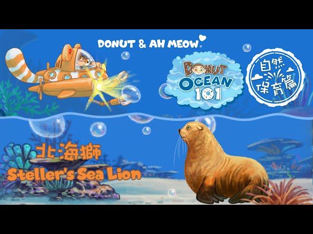 北海獅 │ 海洋101 │ Steller's Sea Lion  │ Ocean 101