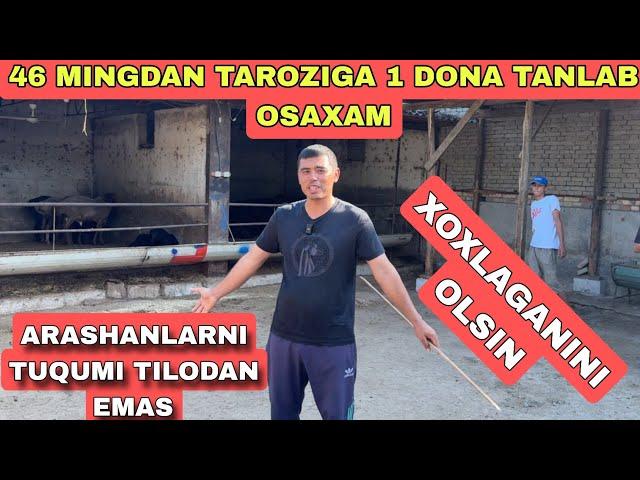 ARASHAN QOCHQORLARIXAM 46 MINGDAN TAROZIGA 250 DONA TANLAB OLISHGA