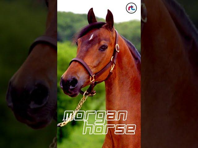 Top 10 facts of Morgan Horse | #Shorts