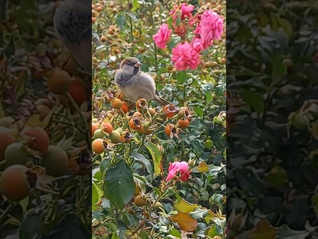 Spatz auf dem Alexanderplatz