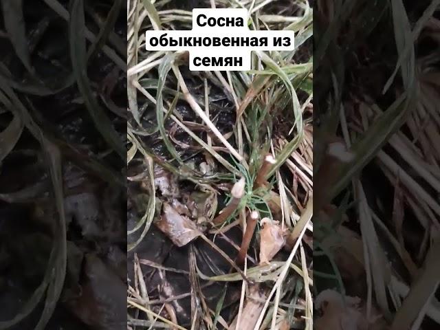 Сосна из семени спустя полгода