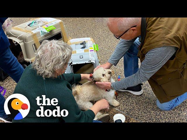 Matted Senior Dog Was Chained On The Roof For Two Years | The Dodo
