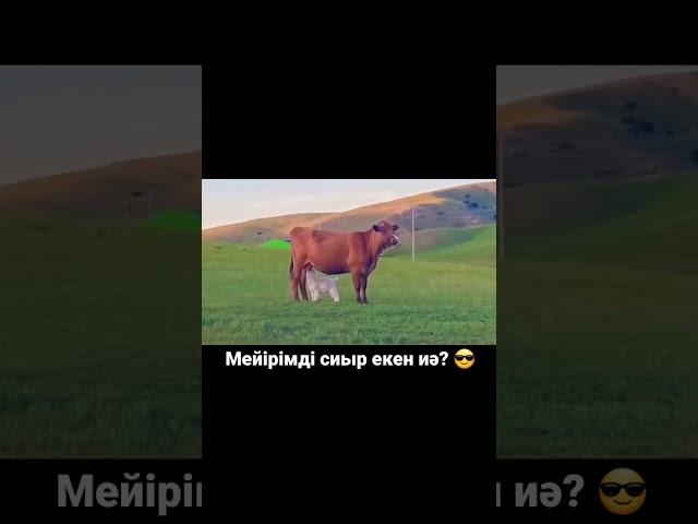 #корова #youtubeshorts #лошади #reels #cow #горы #horse #animals #кони #rek #automobile