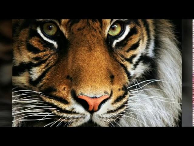 Beautiful Creatures: Tiger