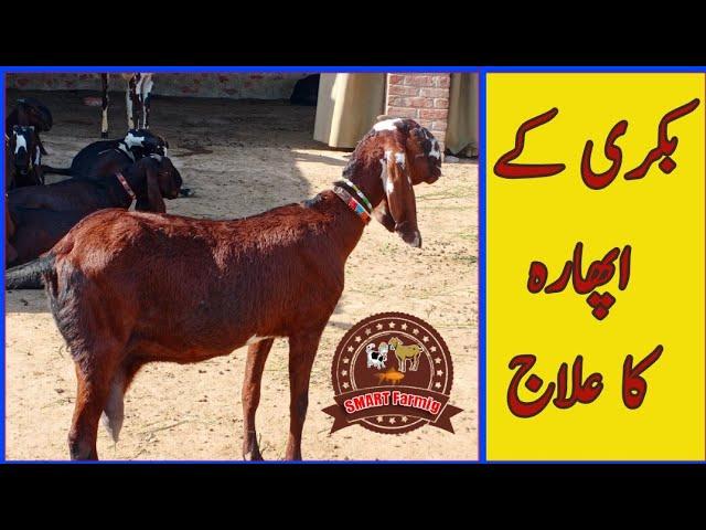 Bakri ke aphara ka ilaj / Goat eating over feed //Urdu and Hindi // بکری کے اپھارہ کا علاج