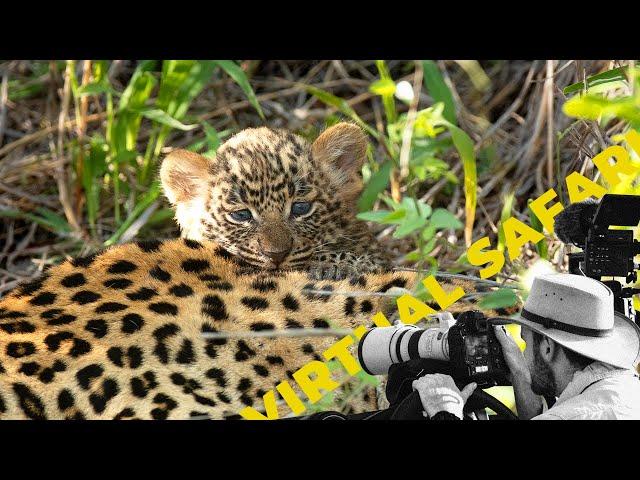 Leopard Cubs and Roaring Lions—An Unforgettable Virtual Safari! Virtual Safari #248