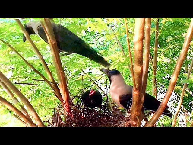 Amazing Footage of Crow Nurturing Abandoned Cuckoo Baby @BirdPlusAnimals
