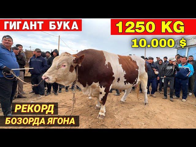 ГИГАНТ БУКА 1250 КГ РЕКОРД БОЗОРДА ЯГОНА 110 МИЛИОН СОМ !!! 13-ОКТЯБР ХОРАЗМ МОЛ БОЗОРИ ХОРАЗМ БОЗОР