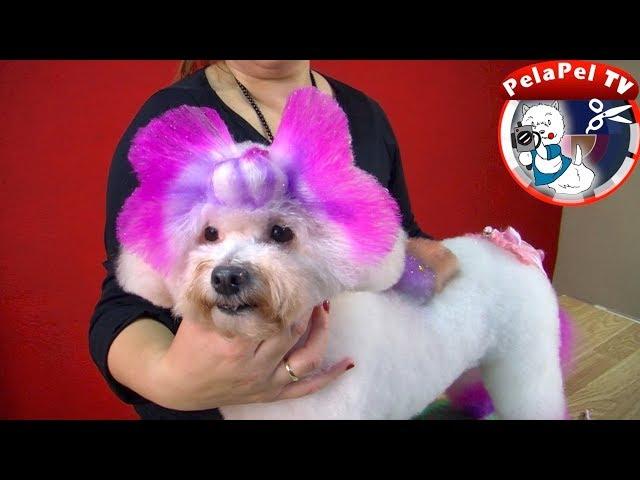 PELUQUERÍA CANINA CREATIVA CUPCAKE 3 D - PEPI ADÁN