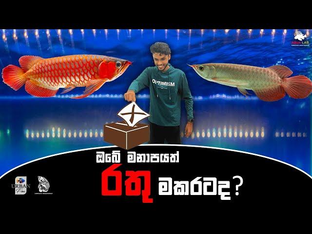 Super red arowana in Sri Lanka  | මමත් දැක්කේ පළවෙනිපාරට​ !! #vlog_no_5