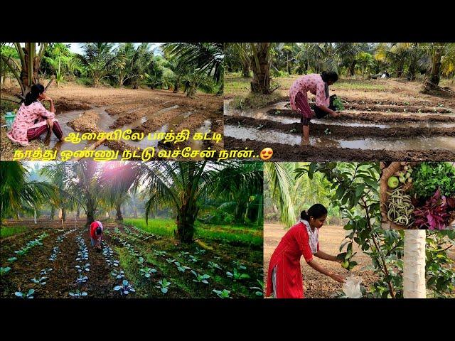 முட்டைக்கோஸ் ப்ரோக்கோலி கத்திரி காலிபிளவர் தக்காளினு புது தோட்டம் ஆரம்பம்New mixed vegetable farm