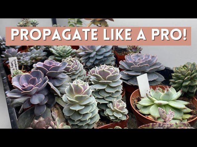 BEST Way To Propagate Succulents Fast! // Angels Grove Gardening