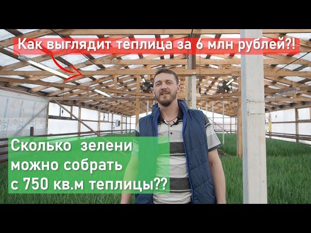 Большая теплица по выращиванию лука на перо у себя в огороде