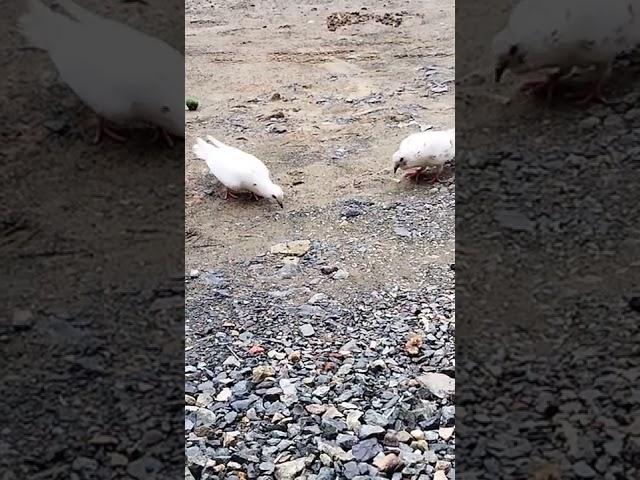 woww Pasangan Burung Dara Jinak