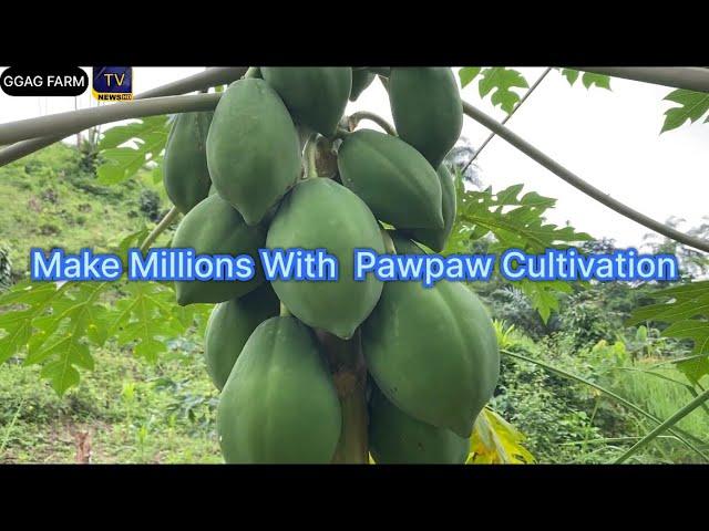 Make Millions with Pawpaw Cultivation. #mixedfarming #pawpaw #abiastate #umuahia #igbo #igbonation