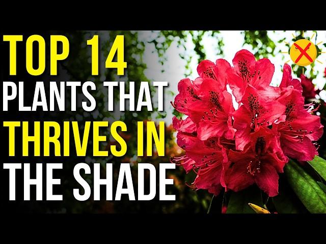 14 Plants That Thrive In The Shade! | Plants You Can Grow In The Shade