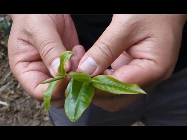 老徐谈茶295：海拔对茶品质有何影响？高山云雾就一定会出好茶？