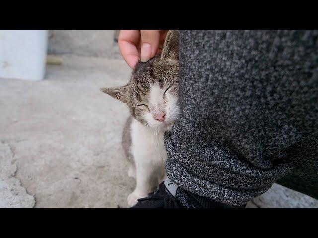 Sick Kitten Cries For Help  But People Ignore Her - Episode 9