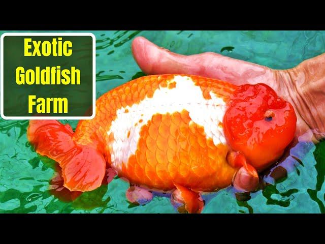 EXOTIC RANCHU GOLDFISH FARM IN SINGAPORE [TOUR]