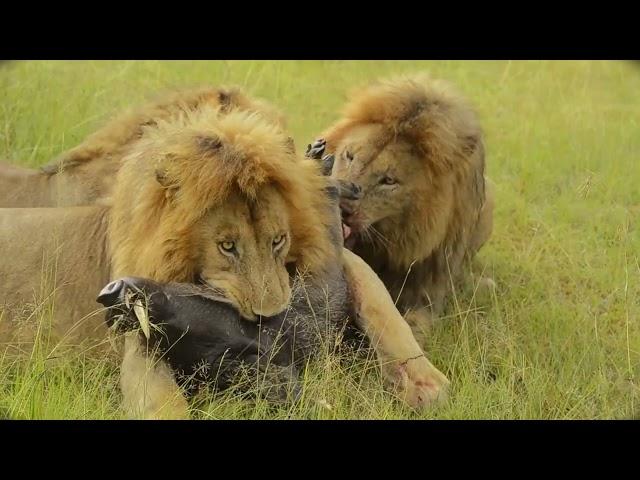 Gardenia Brothers Devouring a Warthog Alive