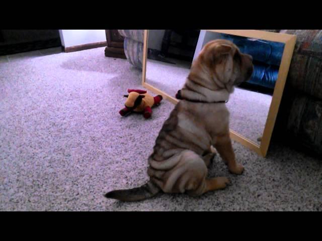 Shar pei puppy barks at mirror