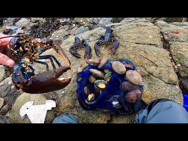 COASTAL FORAGING AT ITS FINEST - Big Lobsters & Abalone! Catch Clean Cook Big Lobster